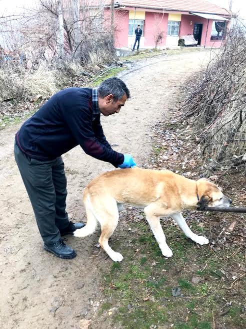 Büyükşehir depremde yaralanan hayvanların tedavilerini yapıyor