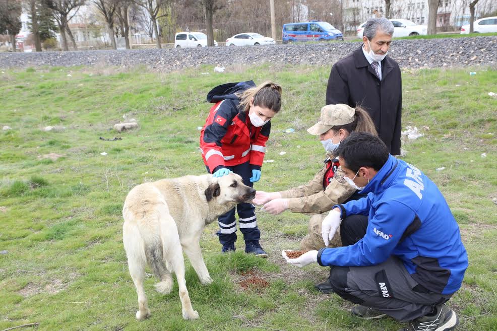 Elazığ belediyesi sokak hayvanları için park ve bahçelere mama bırakıyor