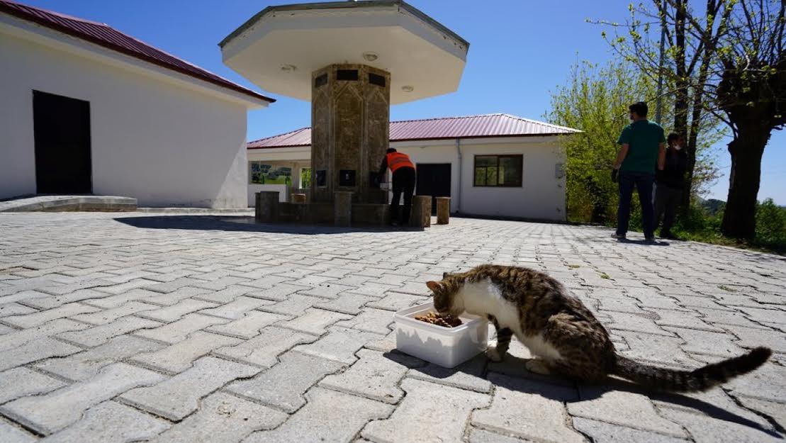 Sokak Hayvanları Sahipsiz Değil