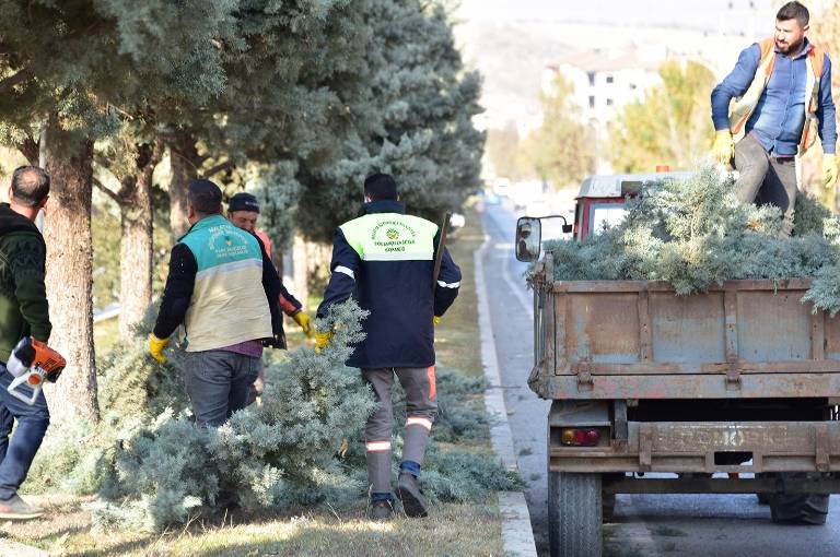 Malatya’da budama mevsimi ile birlikte ağaçlarda sağlık, güvenlik ve form budama çalışmalarına başlandı.