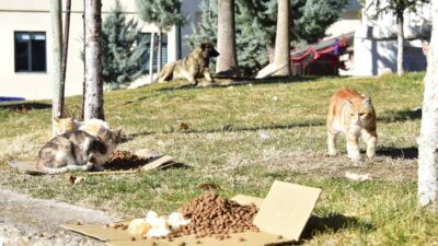 Malatya Büyükşehir Belediyesi  Sokak Hayvanlarını Unutmuyor