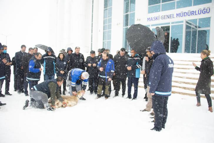 (MASKİ) Genel Müdürlüğü tarafından kar yağışı nedeniyle ‘Şükür Kurbanı’ kurbanı kesildi.