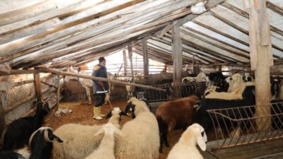 Beydağı’nı Aşan Battalgazi Belediyesi Ekipleri , Üreticileri ve Hayvanları Kurtardı