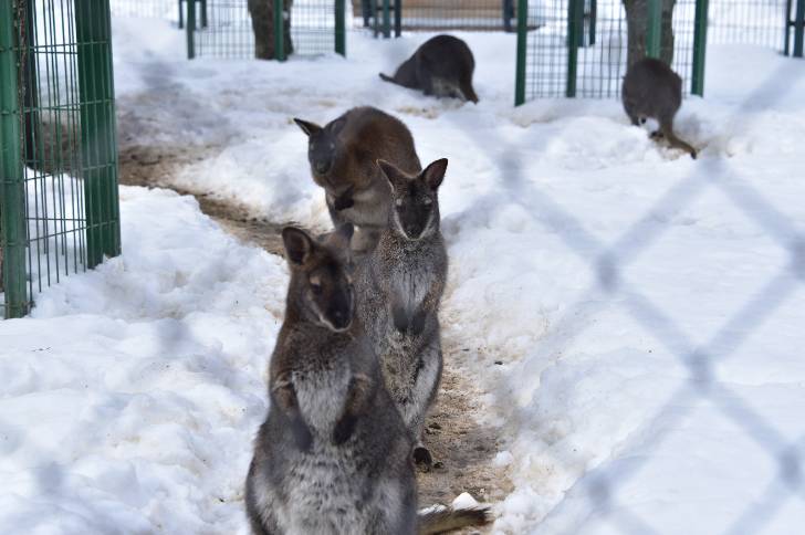 Malatya Büyükşehir Belediyesi’ne ait Hayvanat Bahçesi yeni doğan yavru üyeleriyle ziyaretçilerini bekliyor
