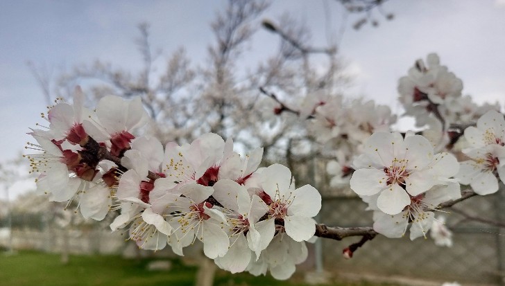 Meteoroloji Malatya İçin  Zirai Don Uyarısı Yaptı