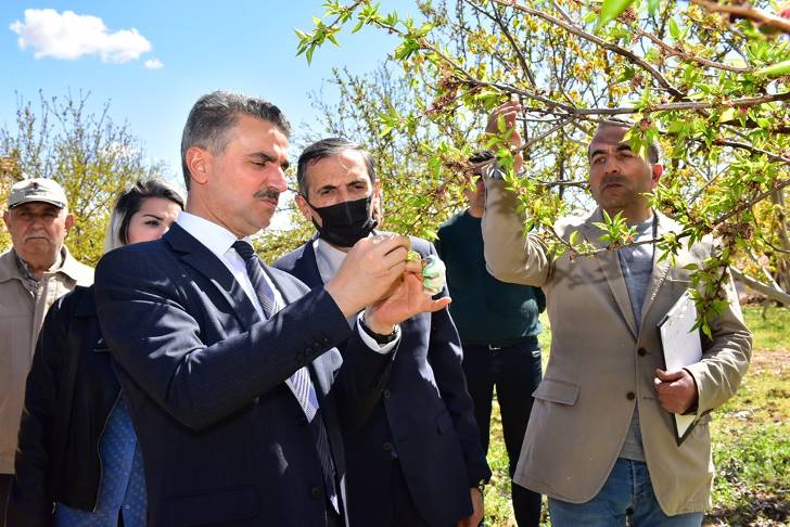 Vali Baruş Zirai Don Nedeniyle Hasar Gören Kayısı Bahçelerinde İncelemelerde Bulundu