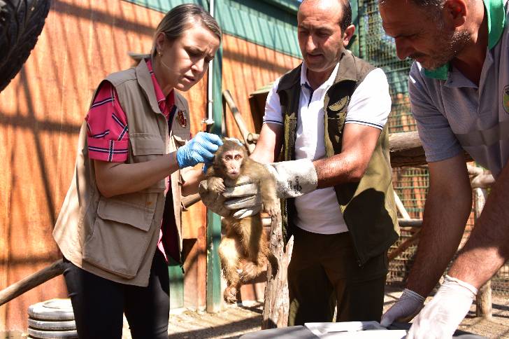 Malatya Hayvanat Bahçesine, 3 adet makak maymunu eklendi.  