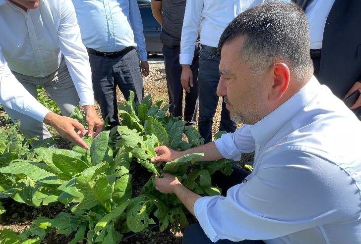 Doğanşehir’de çiftçi zor durumda tütünü dolu vurdu