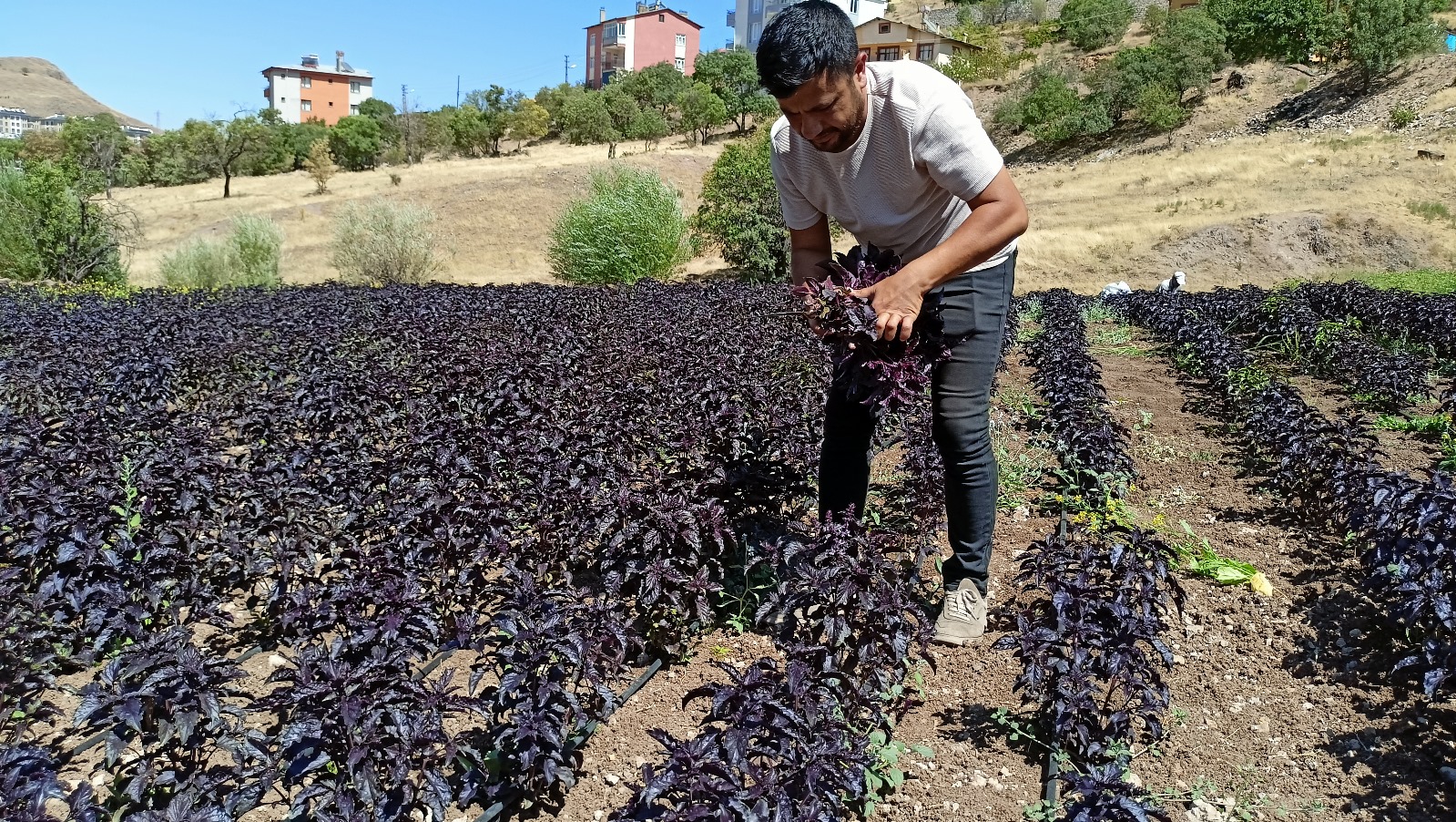 Arapgir’de Mor Reyhan için Hasat Zamanı 