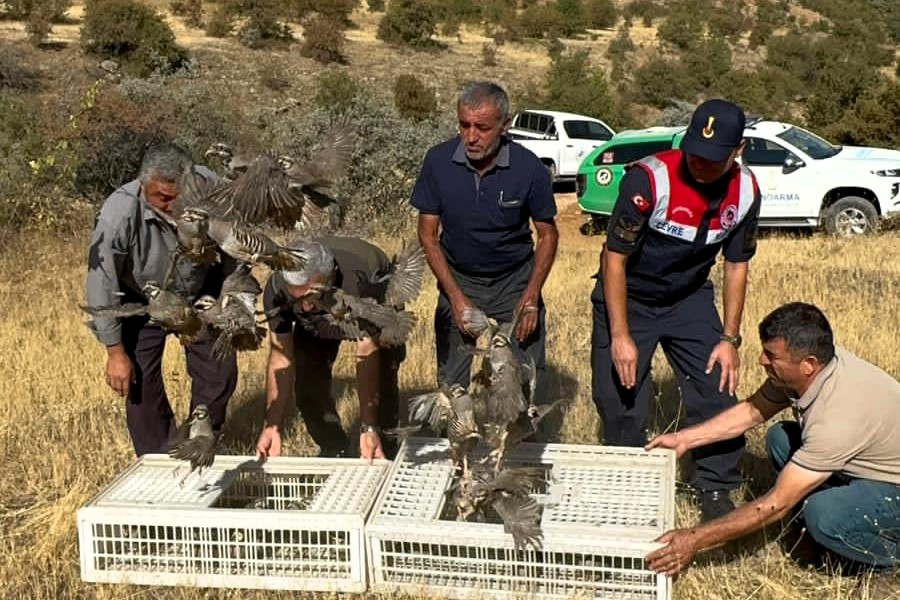 Kene Savar Keklikler Doğaya Salındı