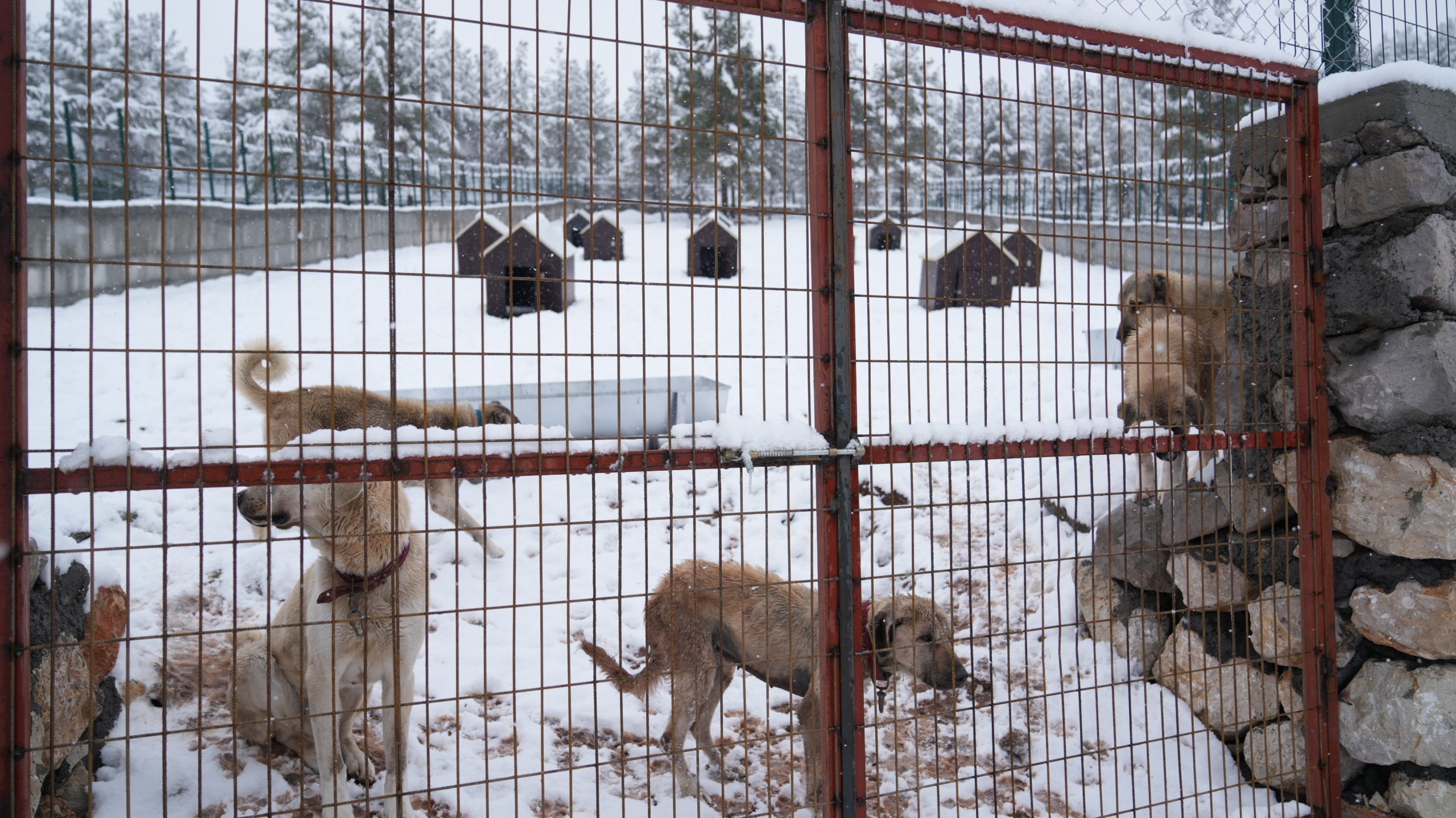 Battalgazi’de Malatya’nın İkinci Hayvan Barınağı Hizmete Başladı