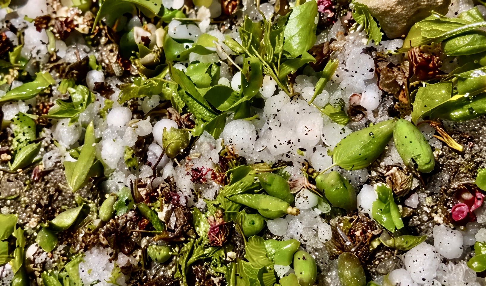 Darende’de Dolu Kayısı Çağlalarını Döküp Geçti