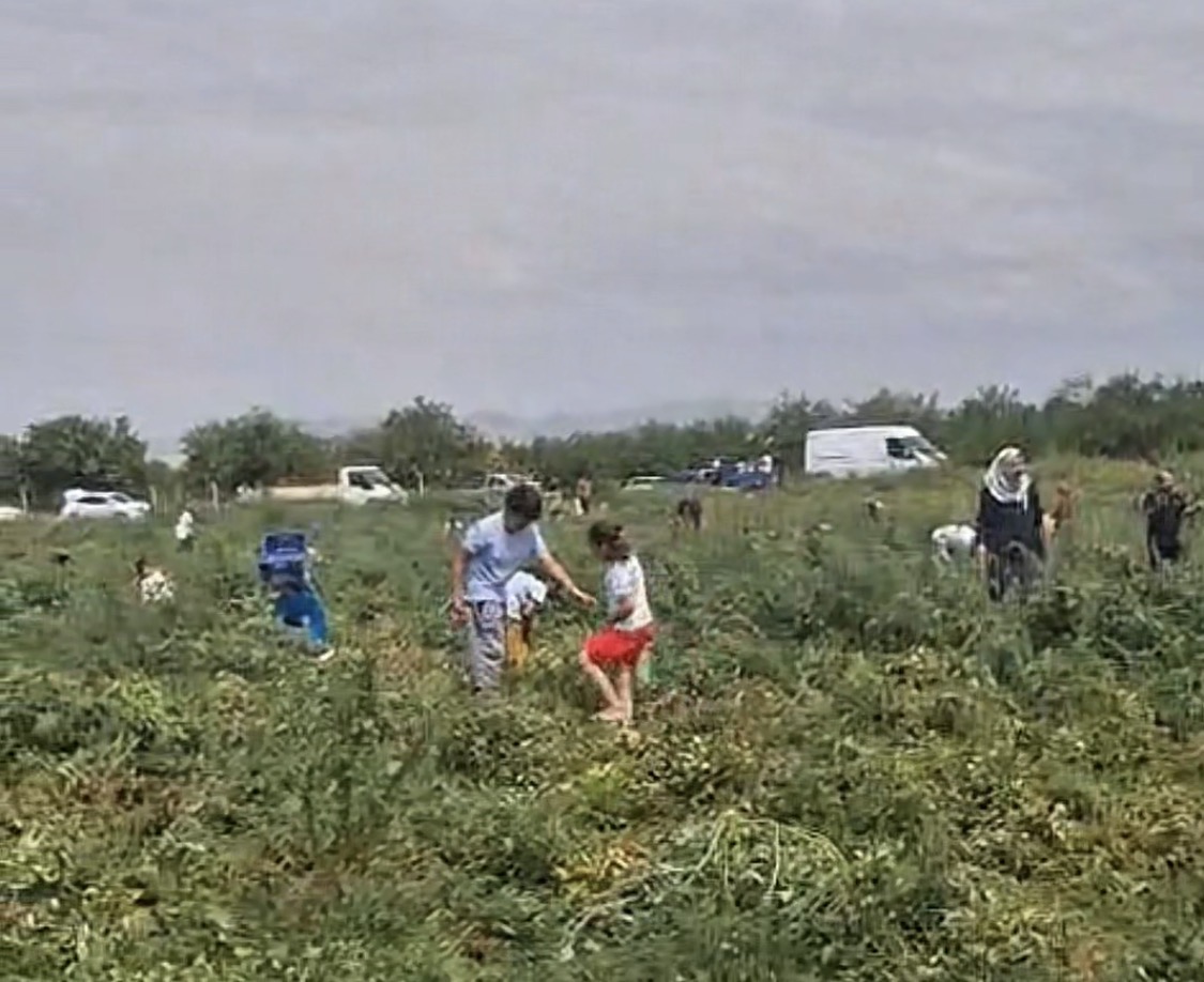 Domates Tarlada Kaldı, Üretici Ücretsiz Dağıttı
