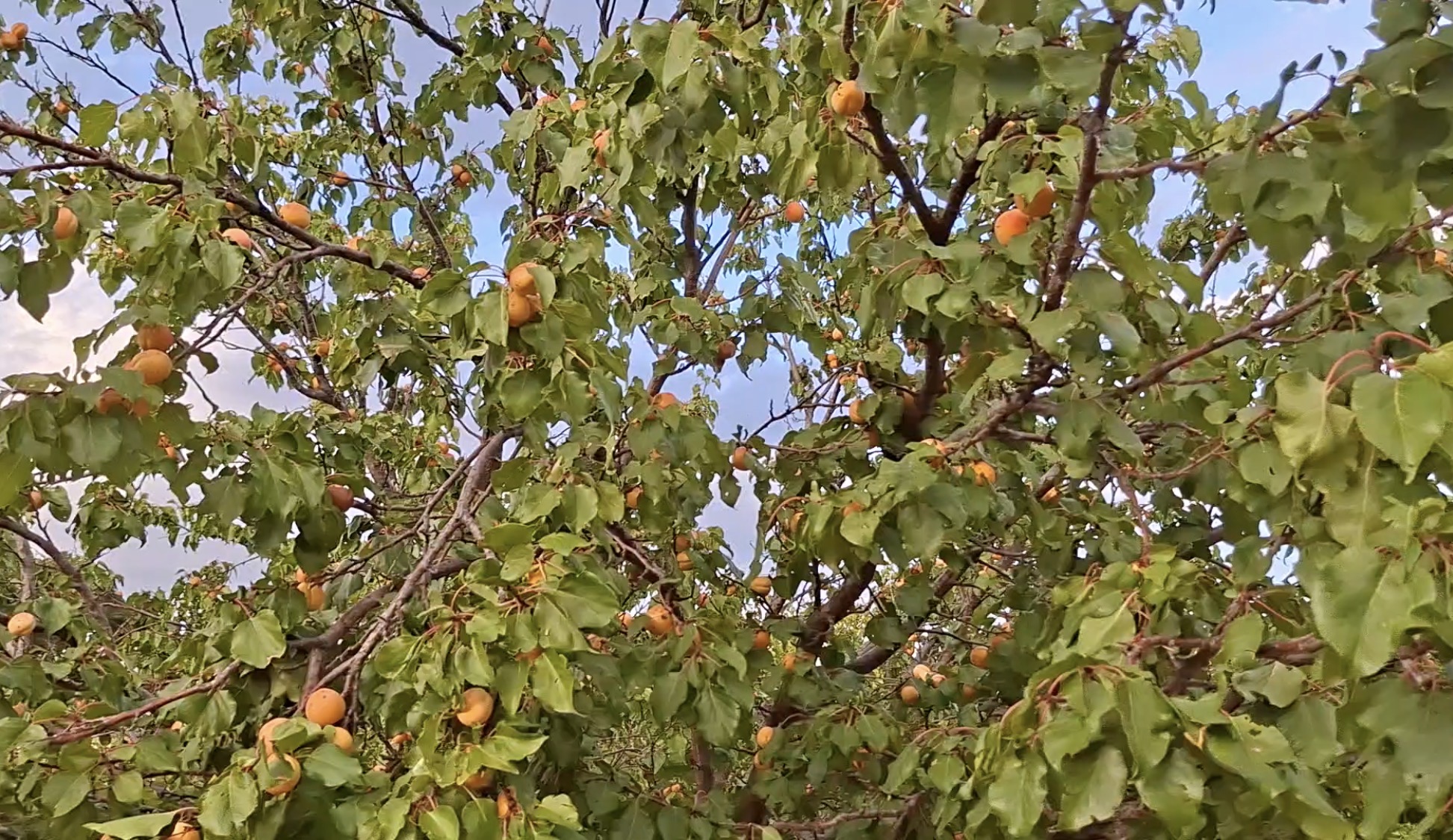 Eylül’ün Sonunda Dalından Taze Kayısı Toplanıyor