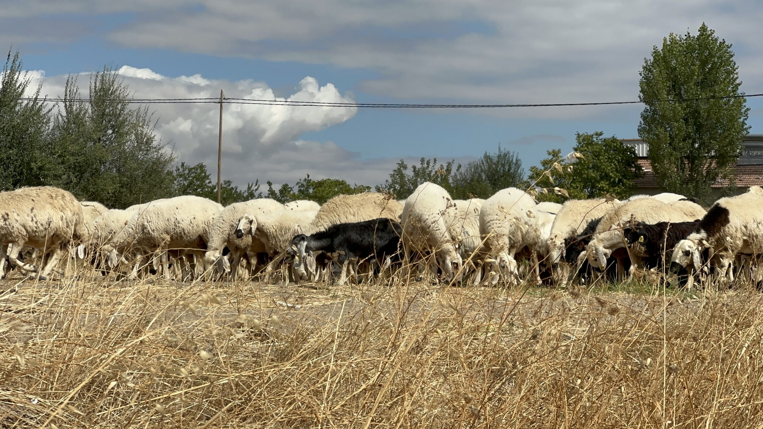 Malatya’da Küçükbaş Yetiştiricisinin Gündemi: Mera Ve Çoban Sorunu