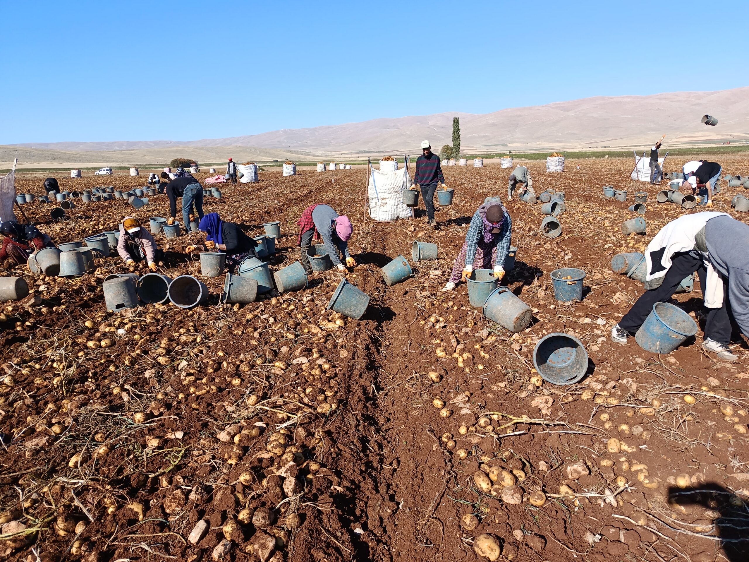 Darende’de Patates Bereketi: 20 Bin Ton Rekolte Bekleniyor